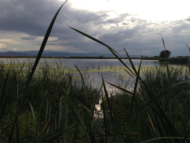 Nelson Pond